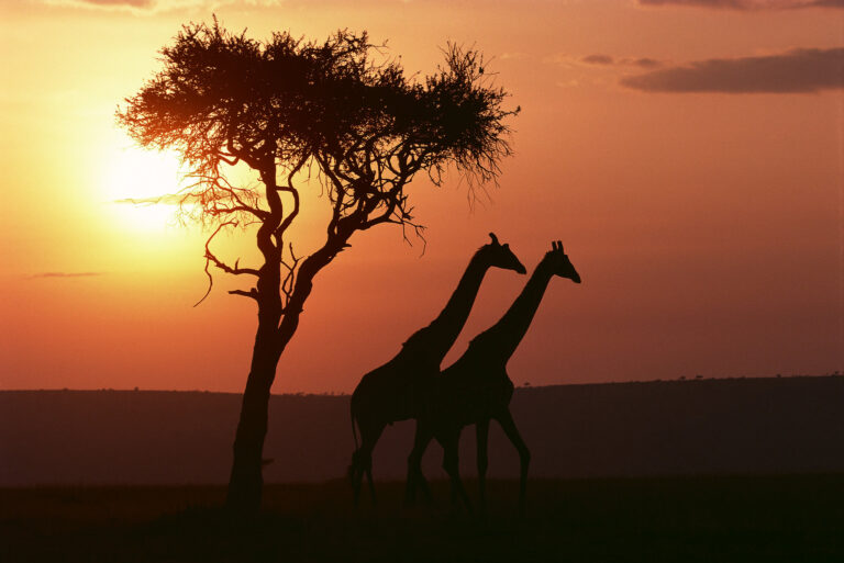7-Day Tanzania Safari Horizons