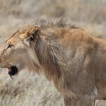 Tanzania Destinations Highlights