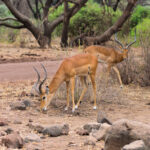 Tanzania Safari Tips