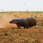 Wildlife Photography