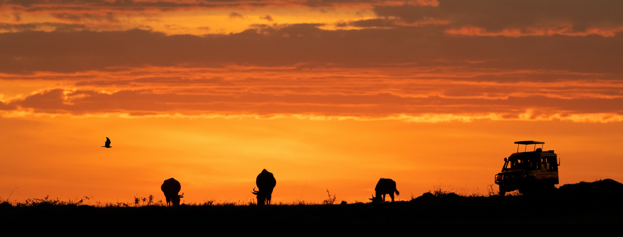 Africa Sunset Safari Game Drive Web Banner