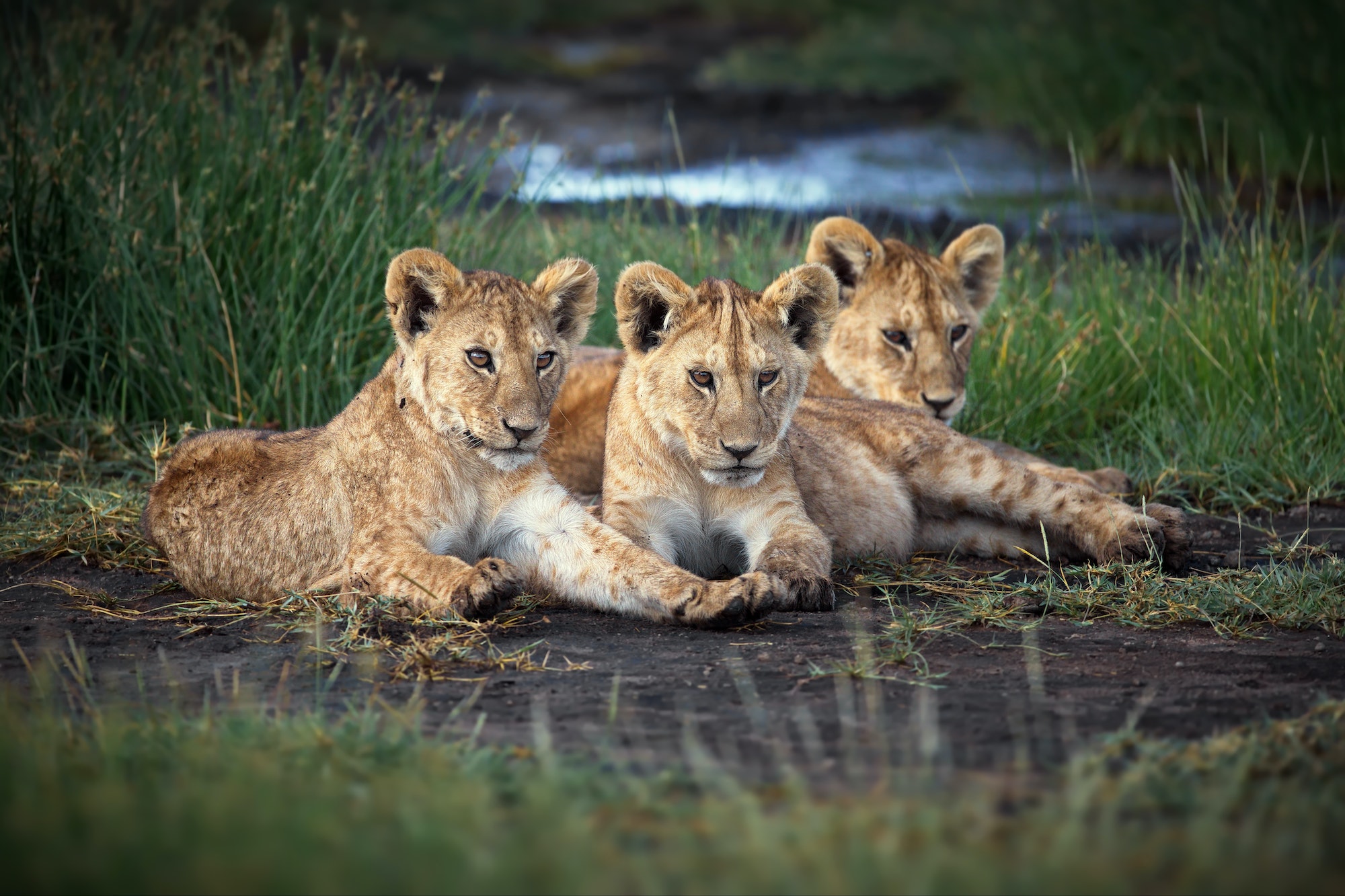 Group of baby lions in Tanzania