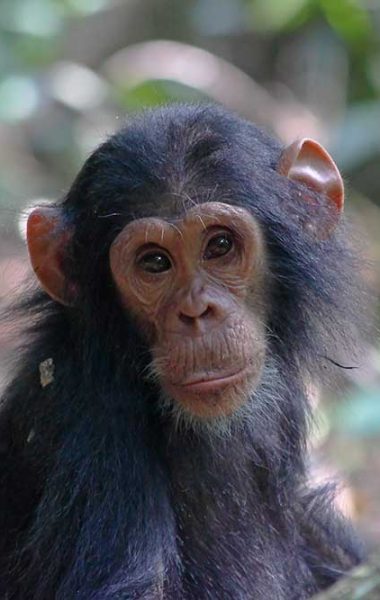Portrait of a baby chimpanzee (Pan troglodytes) in Gombe Stream National Park, Tanzania