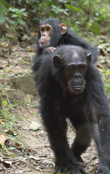 Young chimpanzee (Pan troglodytes) on the back of his mother in Gombe Stream National Park, Tanzania