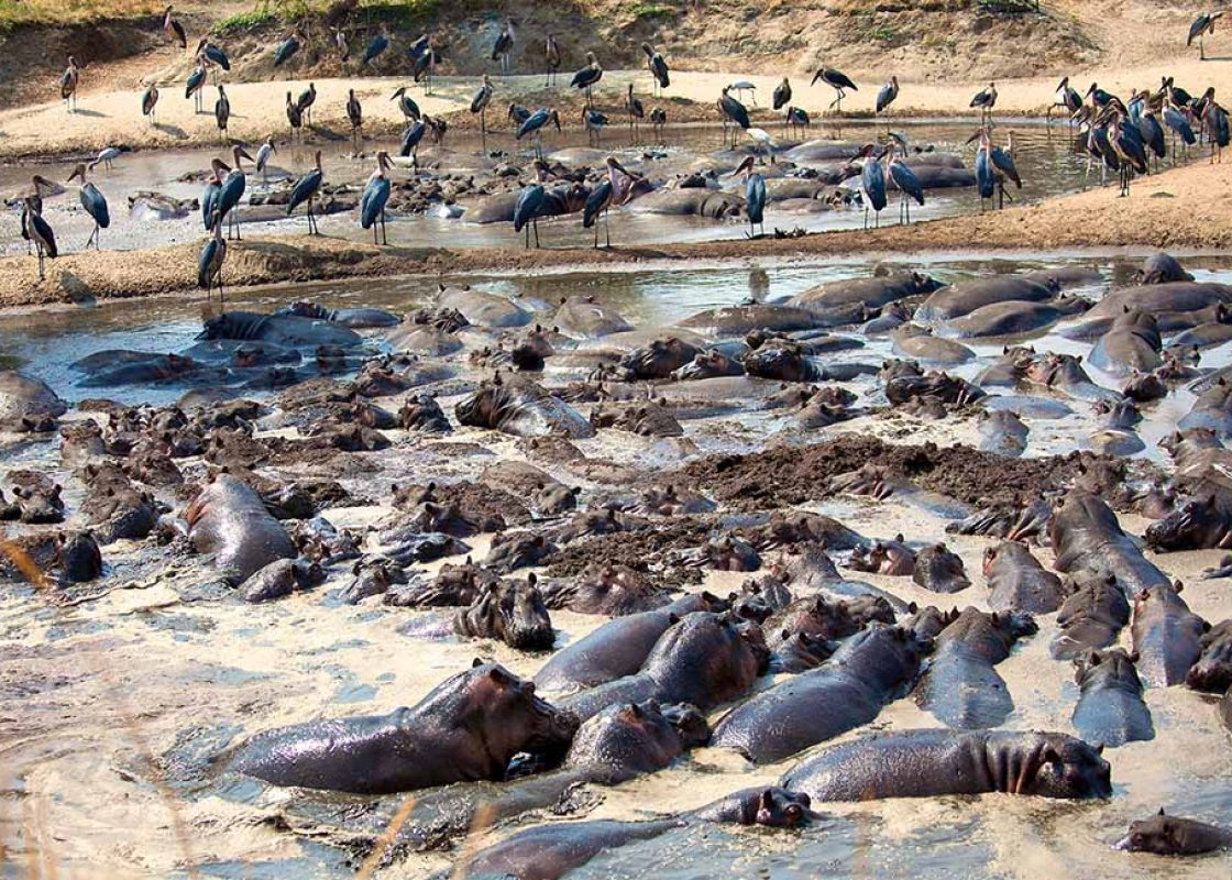 Katavi National Park 11