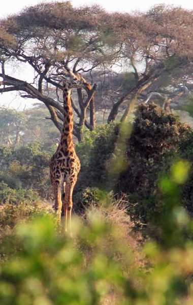 Katavi National Park