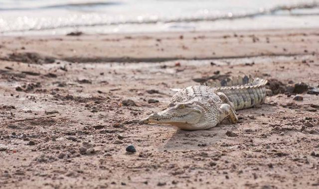 21438620 - crocodile in the national park selous game reserve in tanzania