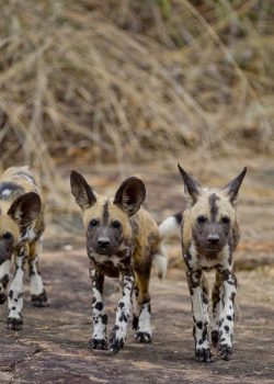 Selous-wild-dogs (Medium)