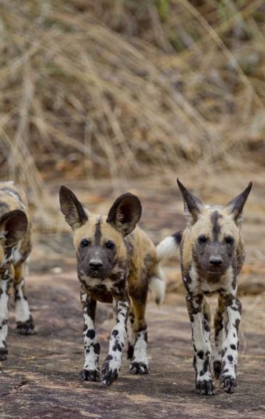 Selous-wild-dogs (Medium)