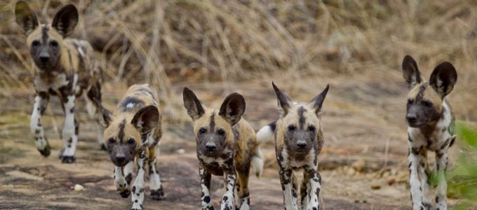 Selous-wild-dogs (Medium)