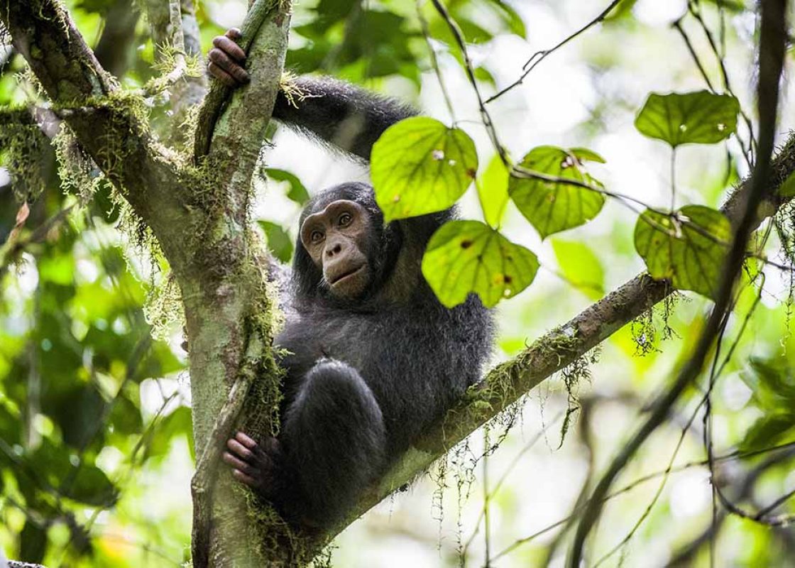 Close up portrait of chimpanzee ( Pan troglodytes ) resting on the tree in the jungle. Kibale forest in Uganda