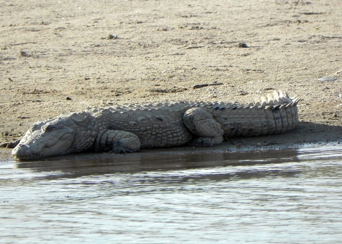 mugger-crocodile-4883130_1280