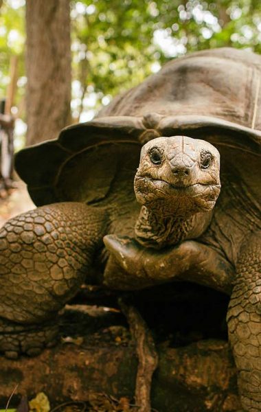 visit prison island zanzibar