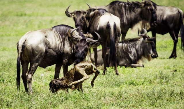 wildebeest calving